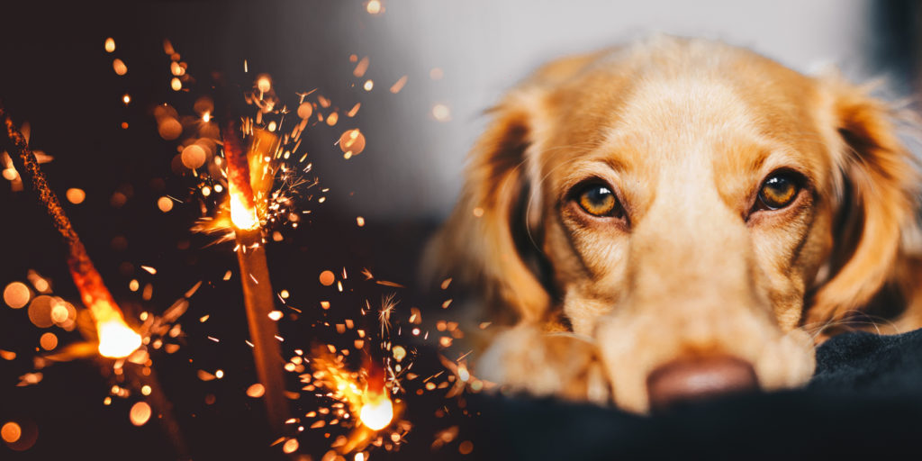 Vuurwerkangst bij honden, wat kun je daar aan doen?